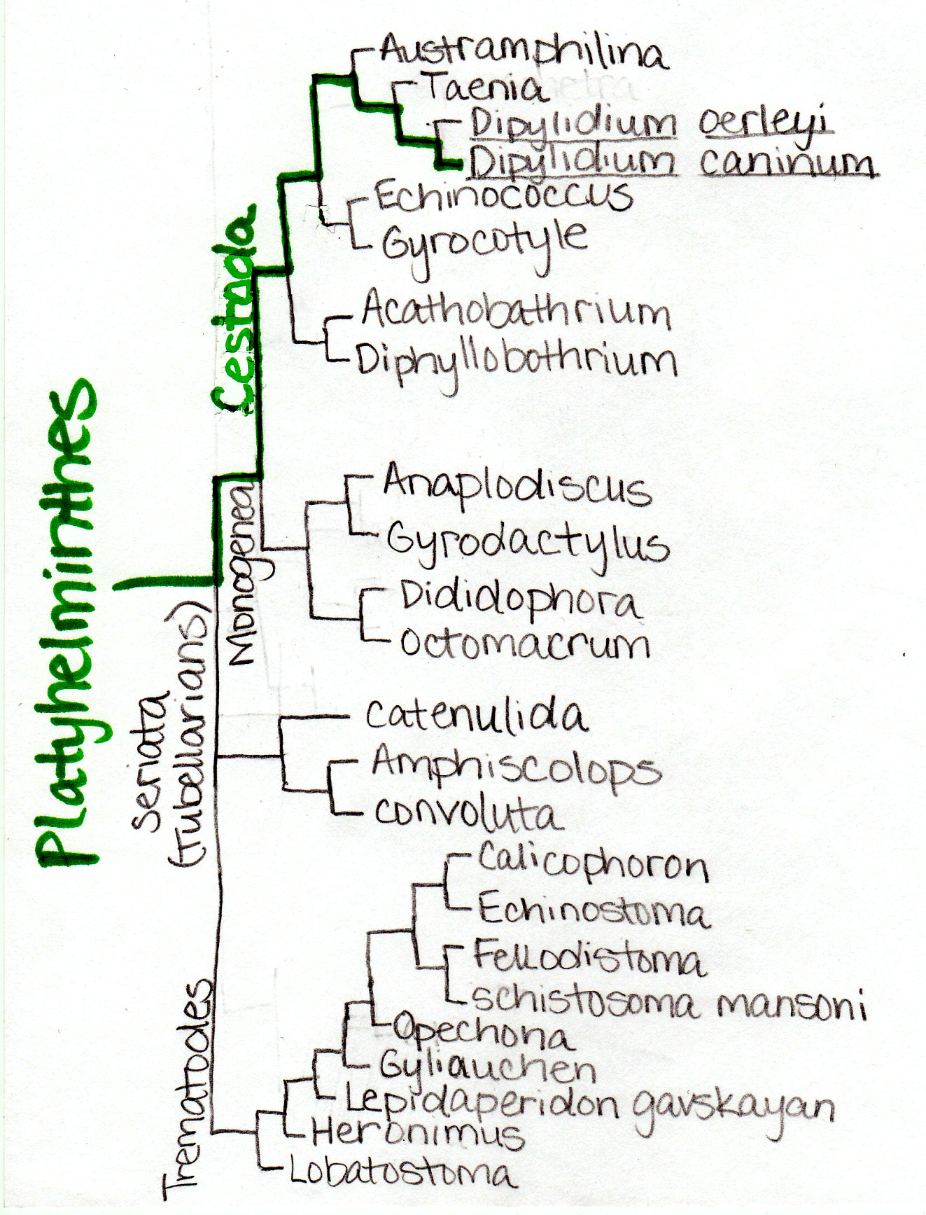 taxonómia phylum platyhelminthes